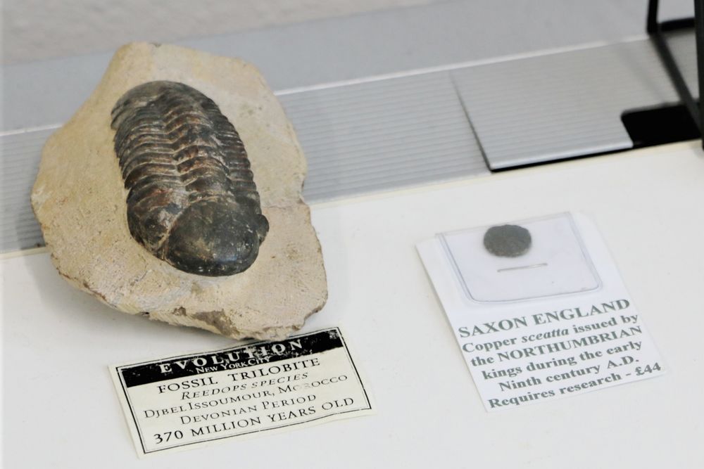 Trilobite fossil