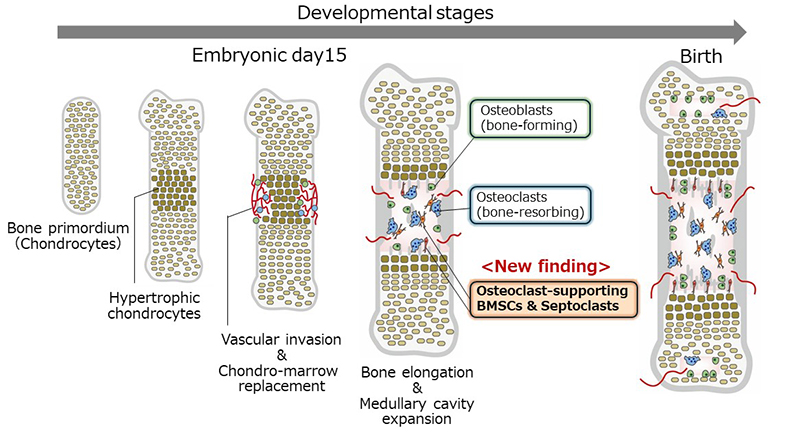 Fig.1 Developmental process of bone and bone marrow