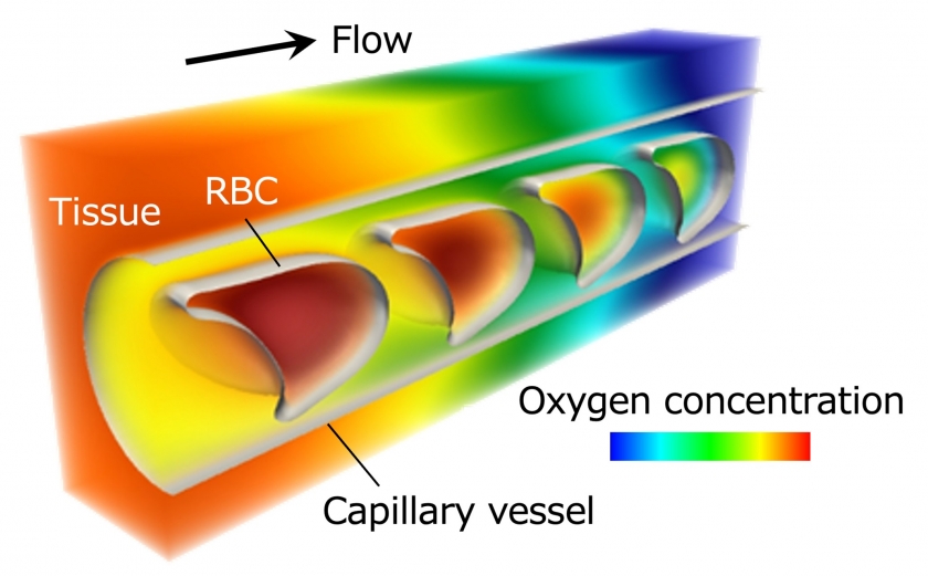 Simulating how red blood cells carry and release oxygen in surrounding tissues