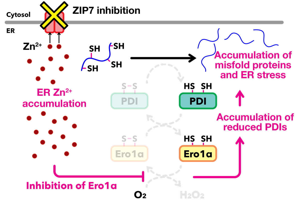  Disruption of zinc homeostasis impairs the redox homeostasis in the ER