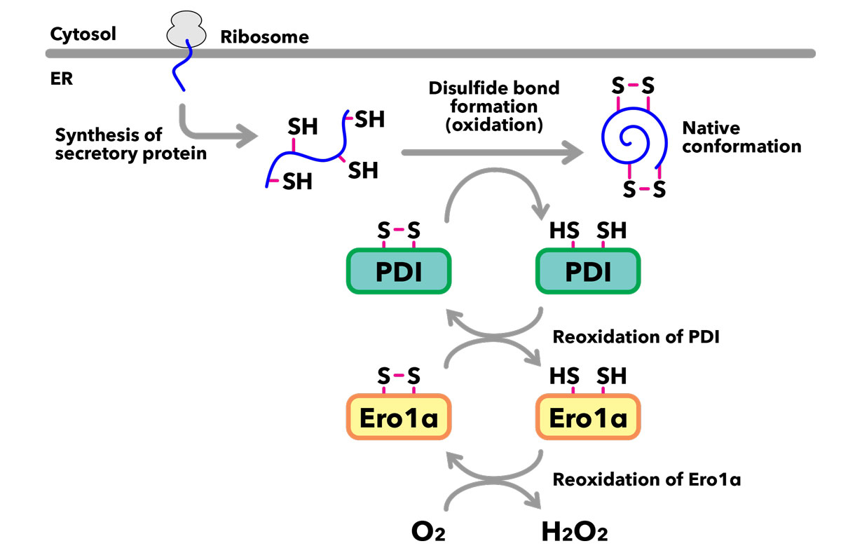 Redox pathway underlying the formation of native conformations of secretory proteins in the endoplasmic reticulum (ER)