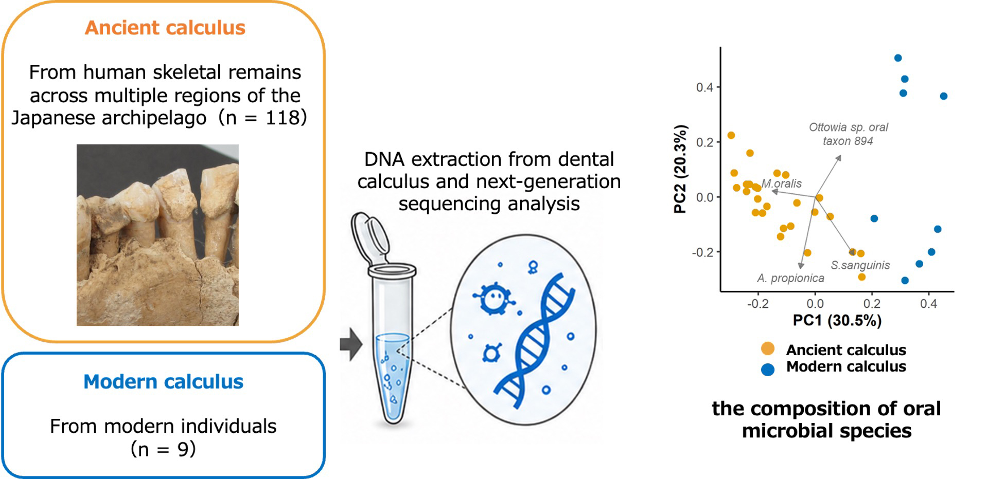 Oral microbial composition in ancient versus modern dental calculus