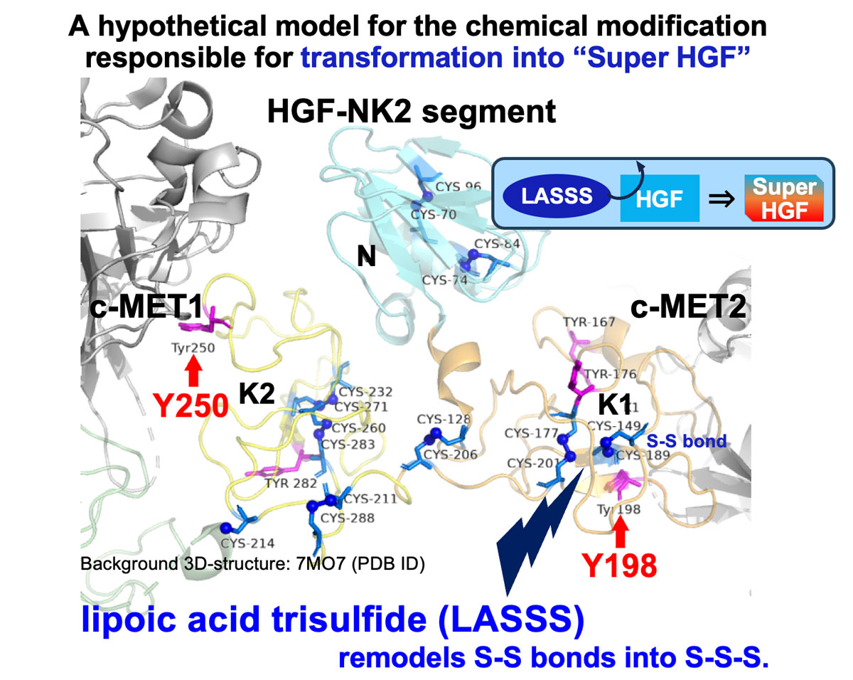  Lipoic acid trisulfide (LASSS) may turn HGF into “Super HGF”