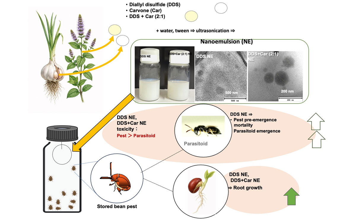 Graphical abstract of the research