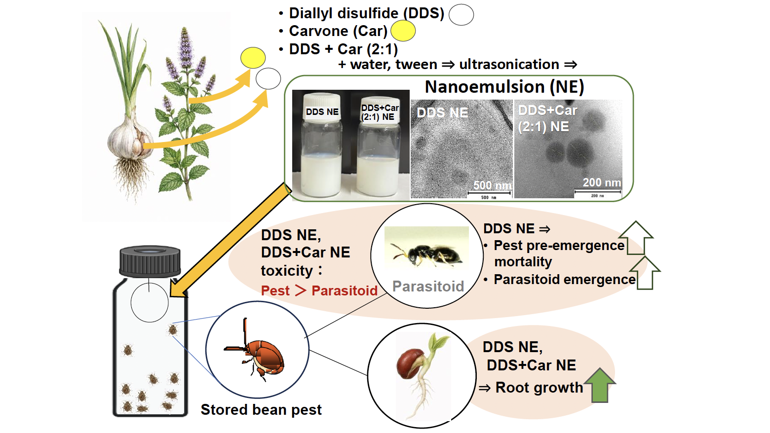 Graphical abstract of the research