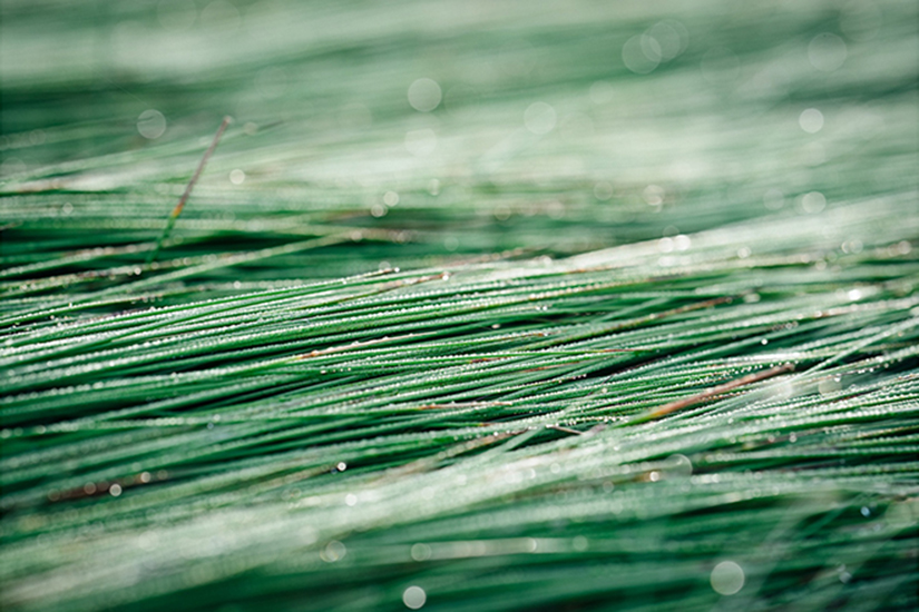 
A close-up photo of fresh Igusa
