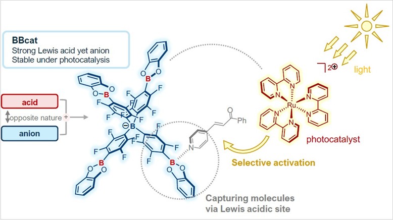 Selective activation of substrate by BBcat