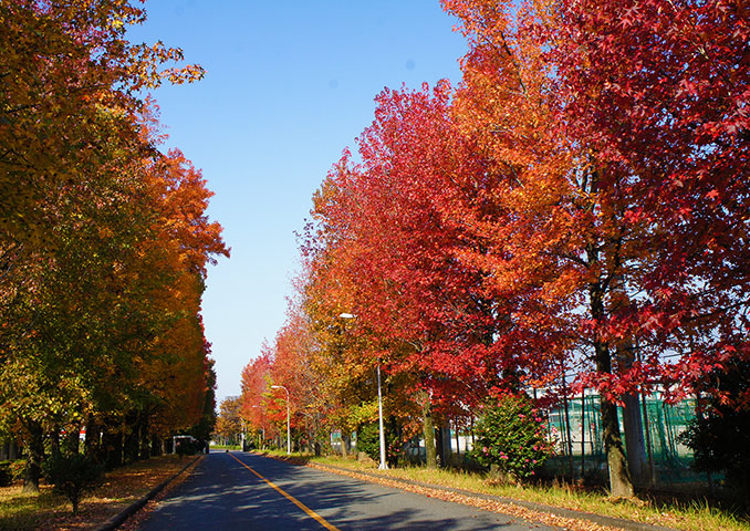 Chikushi Campus