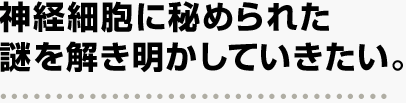 神経細胞に秘められた 謎を解き明かしていきたい。 