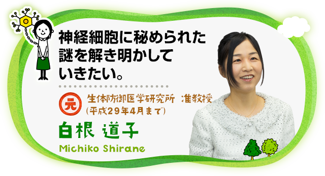 神経細胞に秘められた 謎を解き明かしていきたい。元 生体防御医学研究所 准教授 （平成29年4月まで）　白根 道子